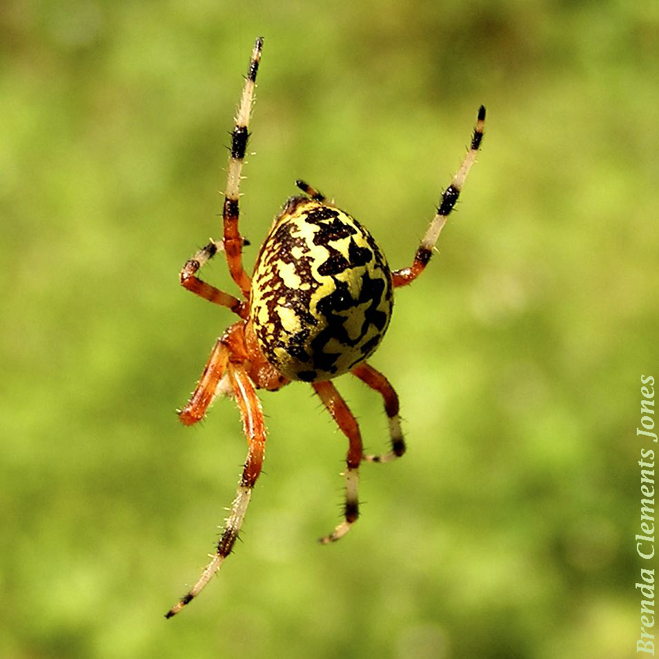 Marbled Orb Weaver