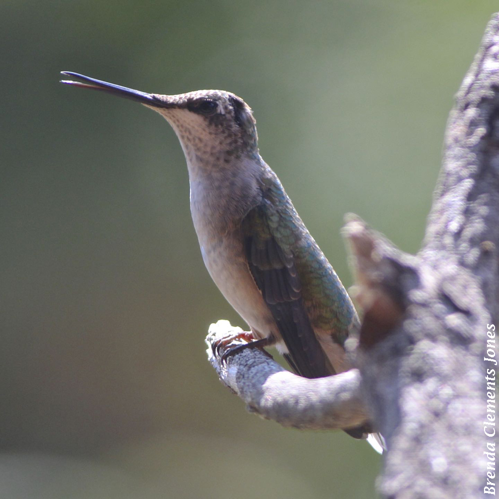 Ruby-throated Hummingbird Migration