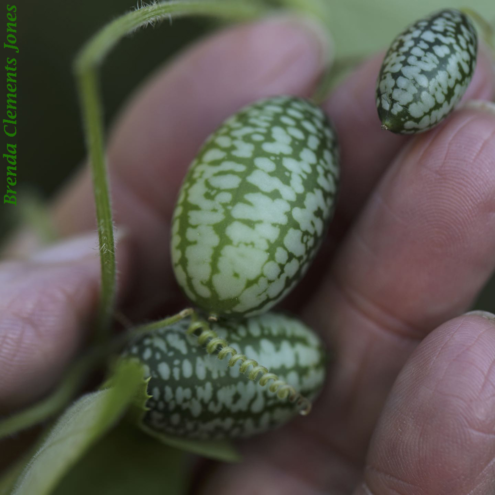 Creeping Cucumber