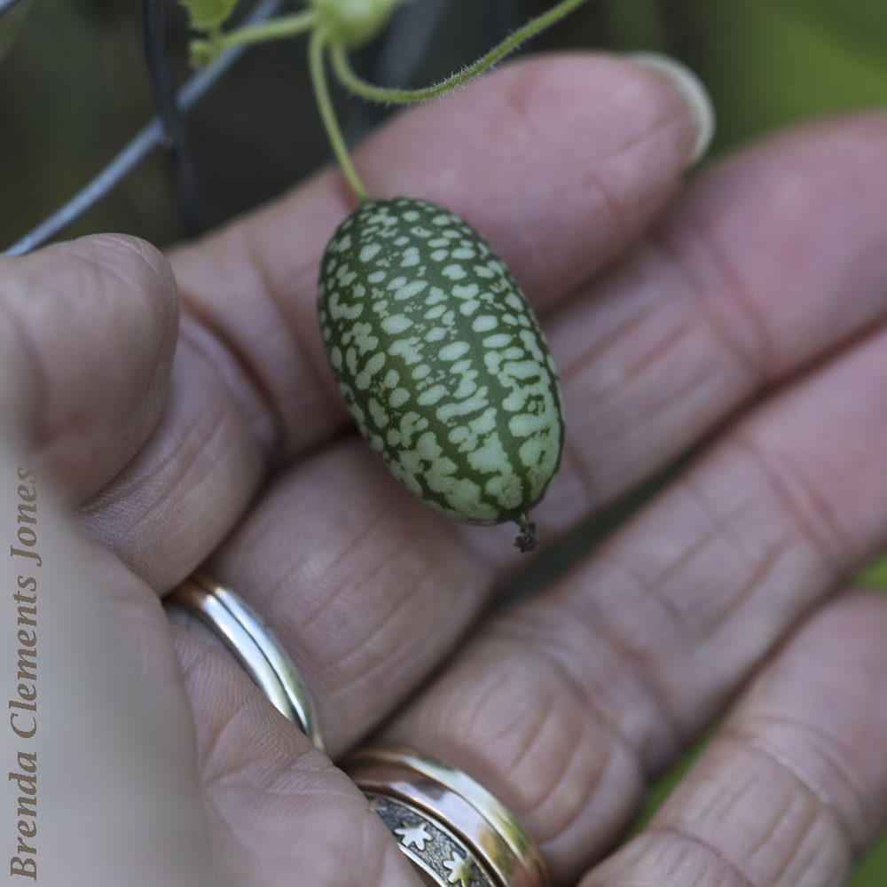 Correction: Not Creeping Cucumber But Mexican Sour Gherkin