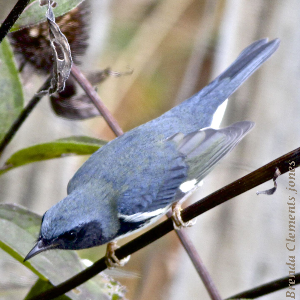 Black-throated Blue Warbler