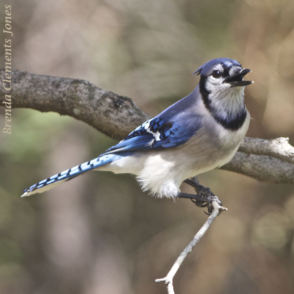 Blue Jay