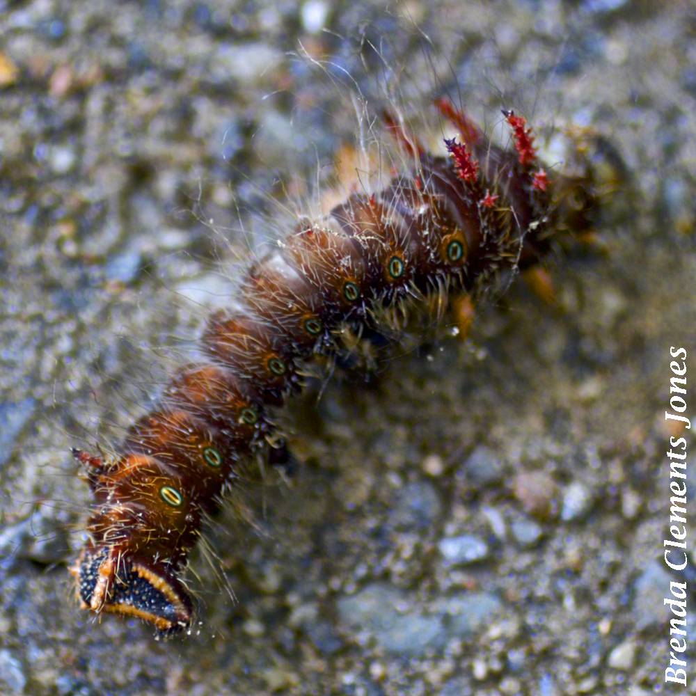 Imperial Moth Caterpillar