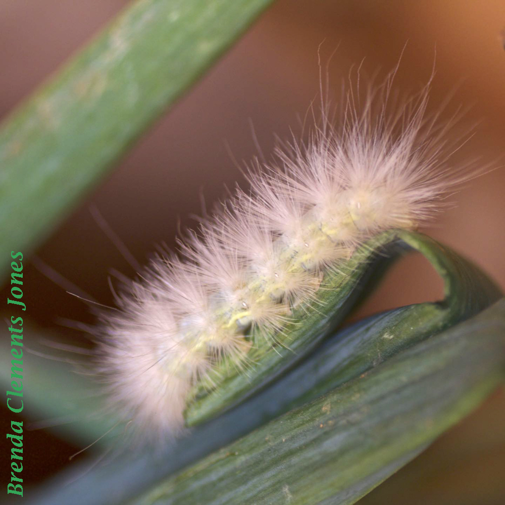 Yellow Bear Caterpillar