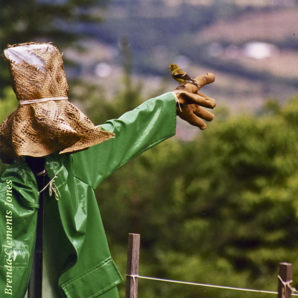 Scarecrow and Goldfinch