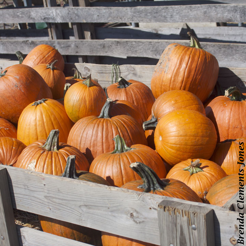 Pumpkins