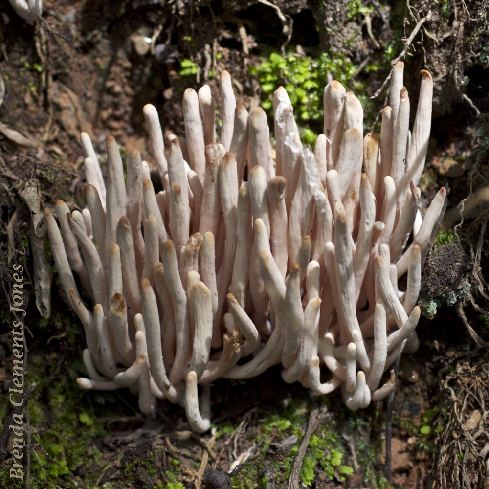 A Coral Mushroom