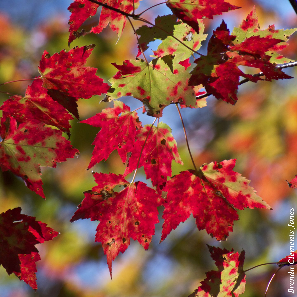 Red Maples