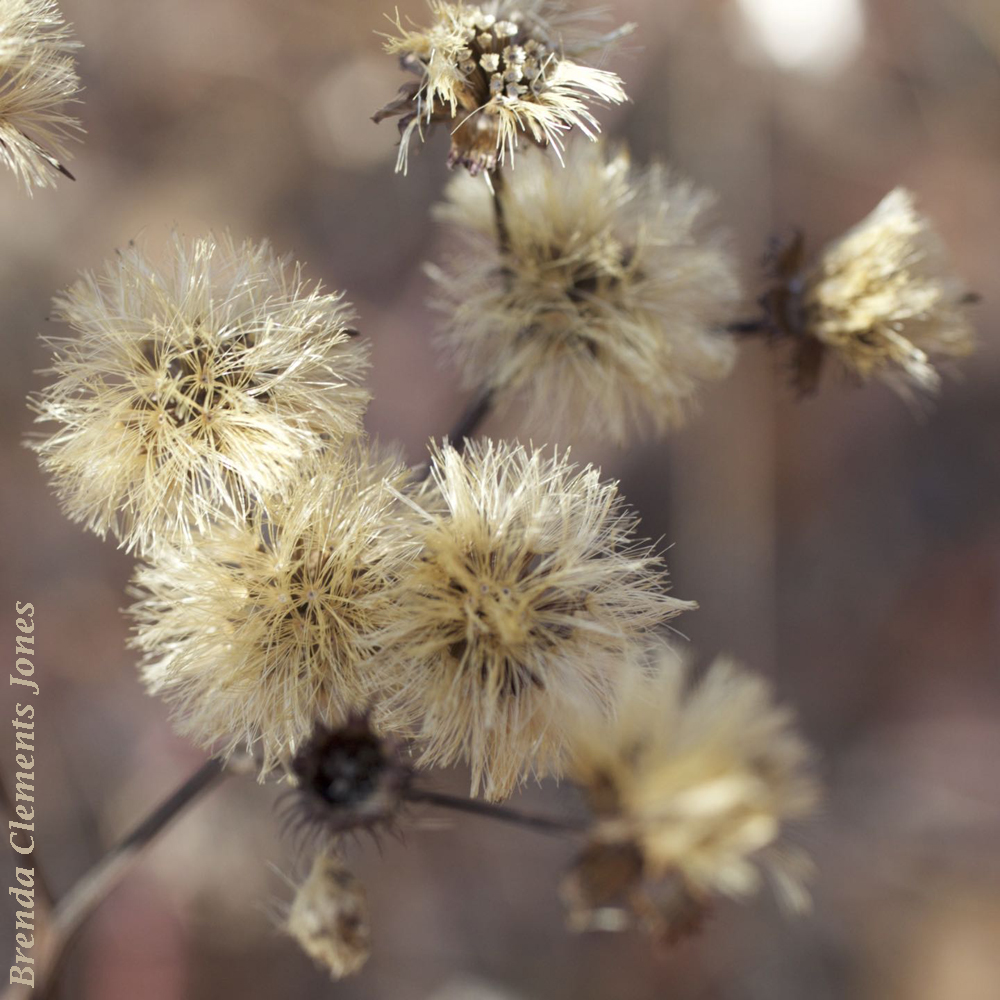 Aster Seedheads