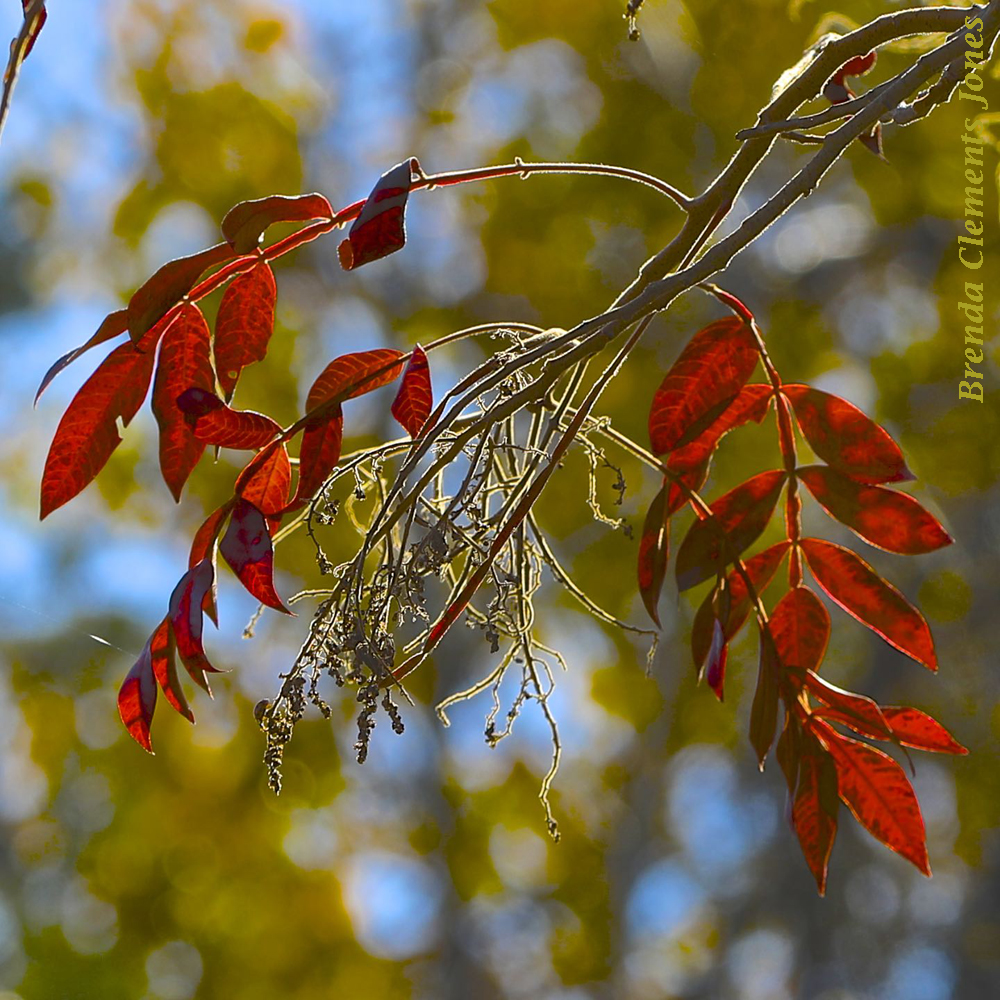 Winged Sumac in November