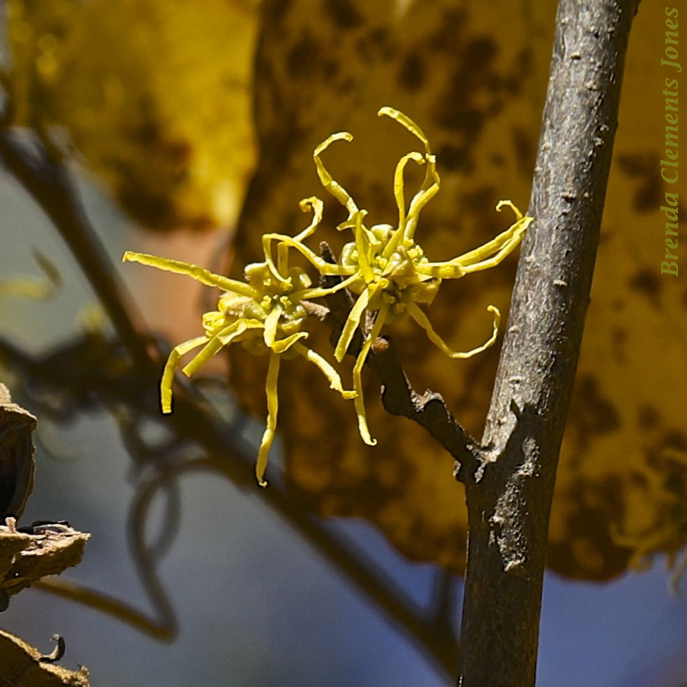 Witch Hazel in November