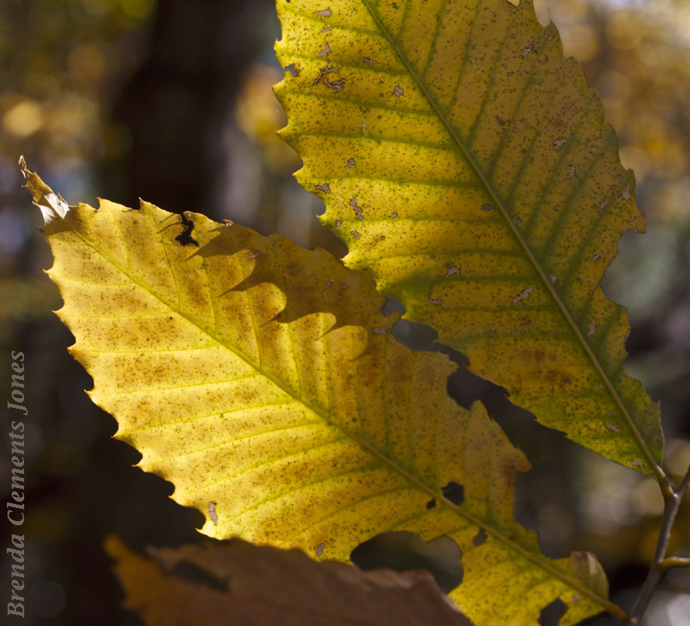 American Chestnut in Autumn Color