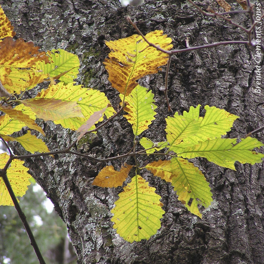 Chestnut Oak Leaves