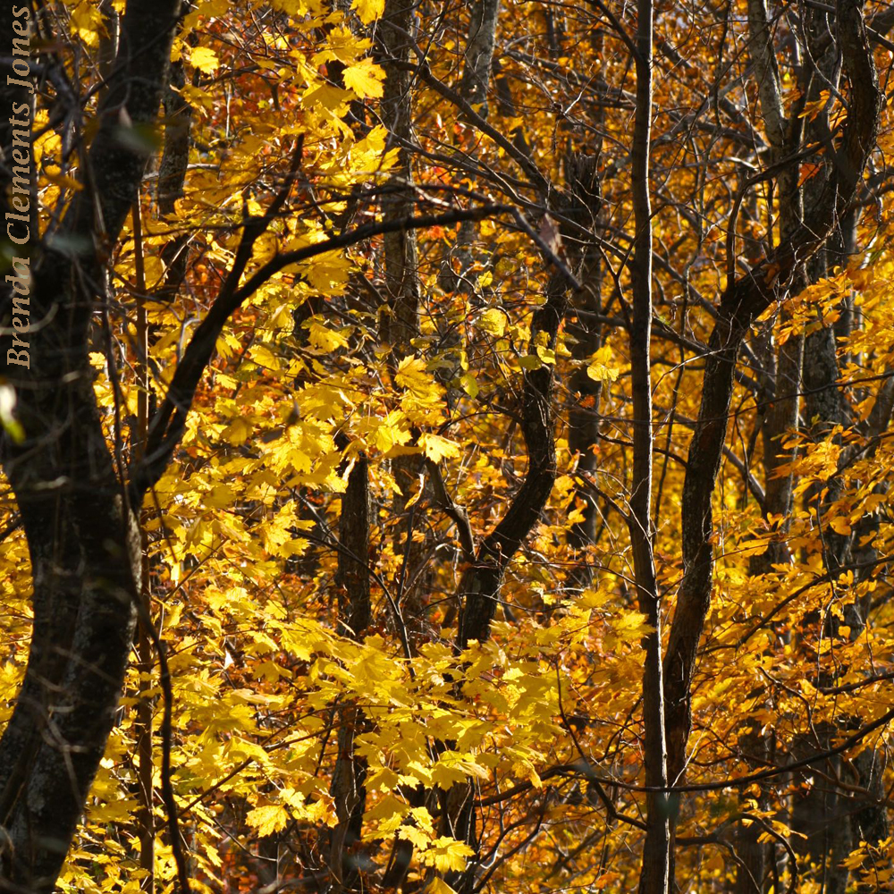 Warm Autumn Color