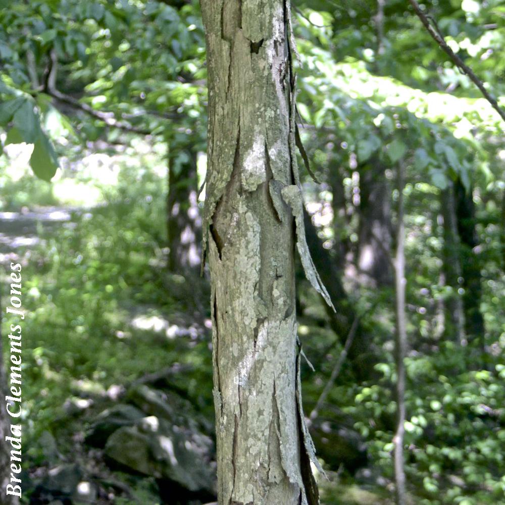 Bark of Shagbark Hickory and Hop Hornbeam