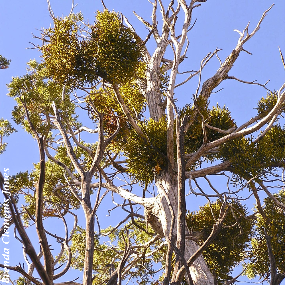 Mistletoe in Arizona