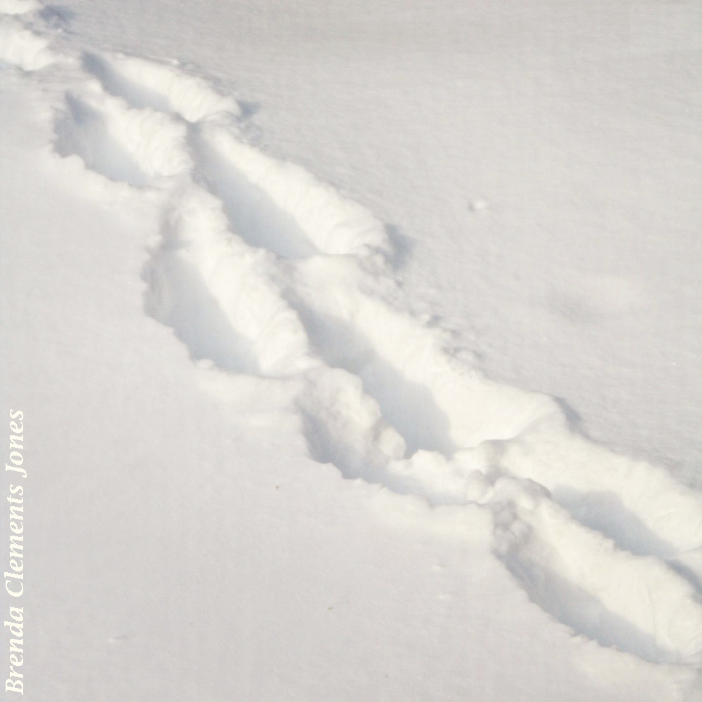 Tracks in the Snow