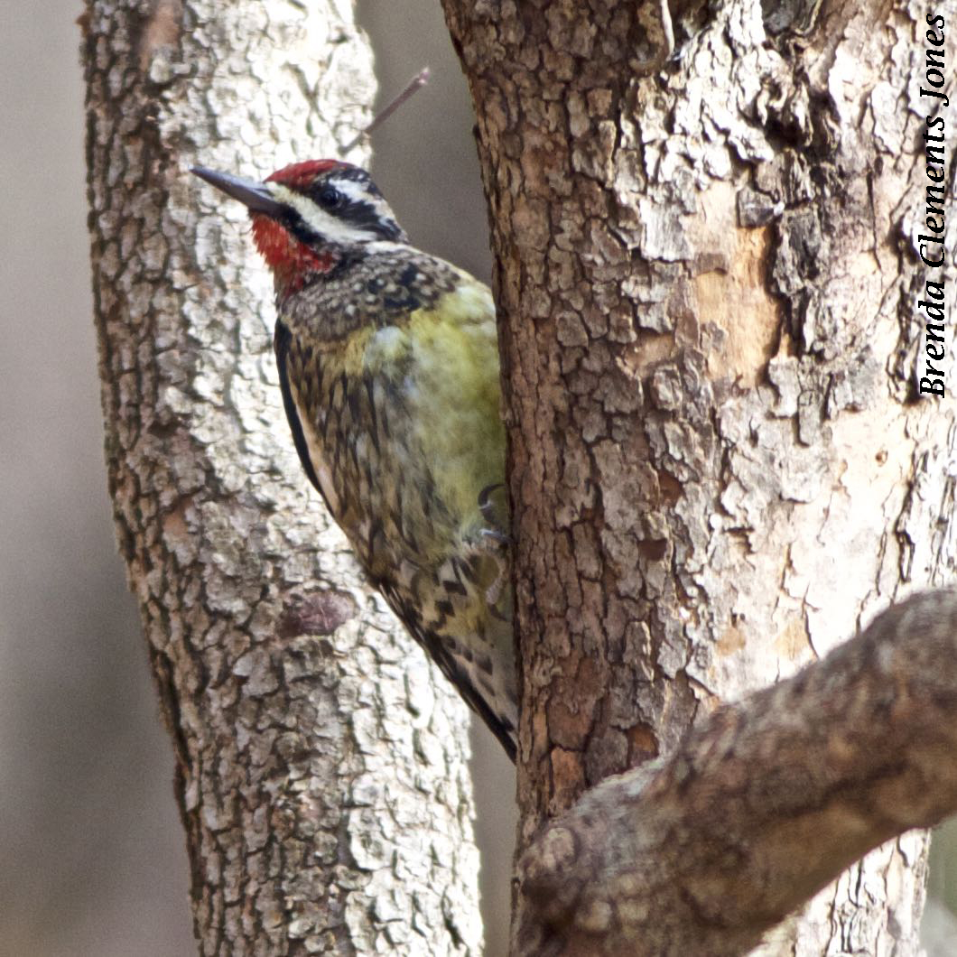 Winter Visitor – Yellow-bellied Sapsucker