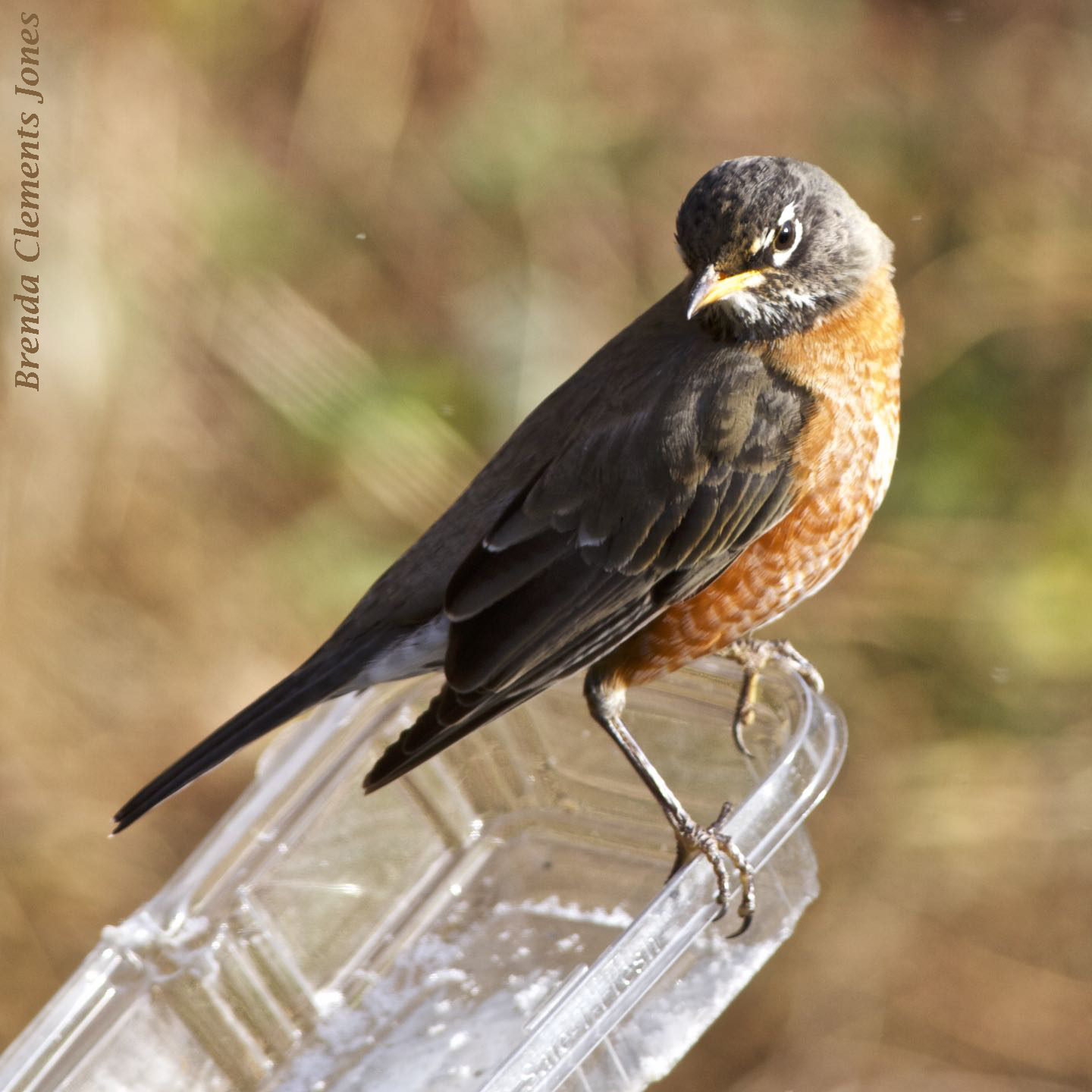 Robins in Winter