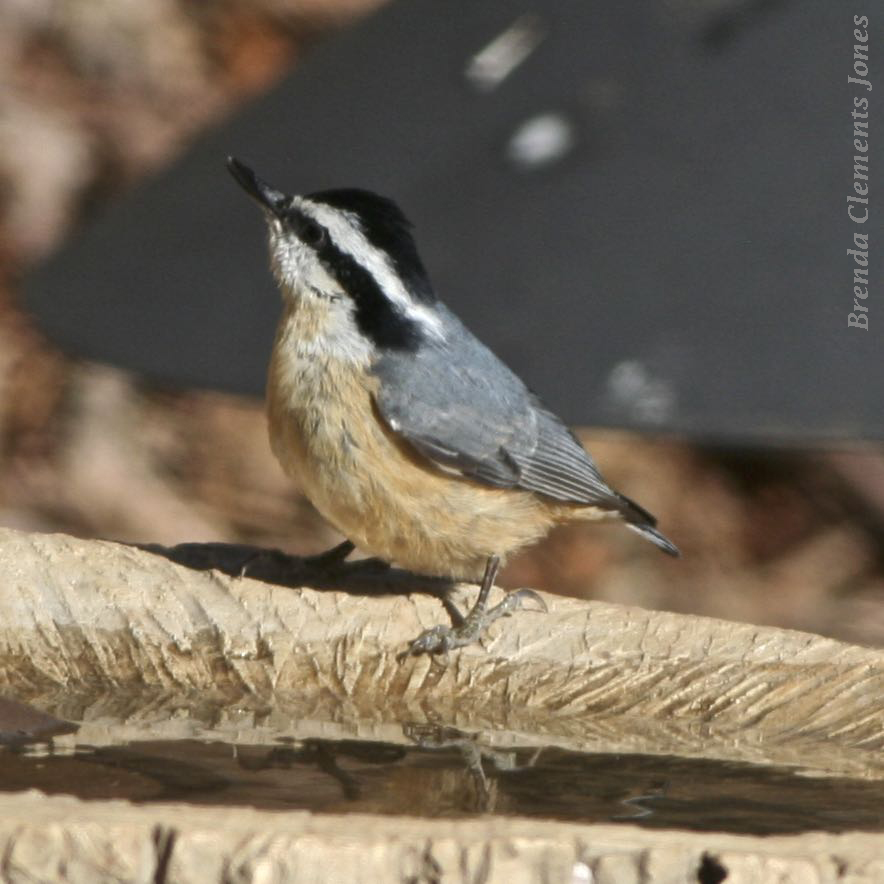 Irruption of Red-breasted Nuthatches