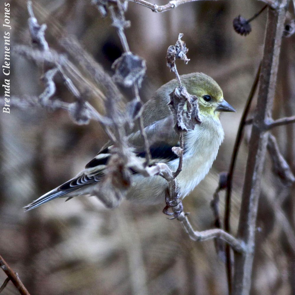 Goldfinch