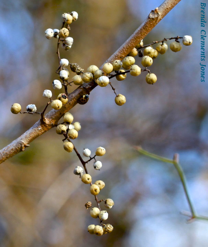 Poison Ivy Berries