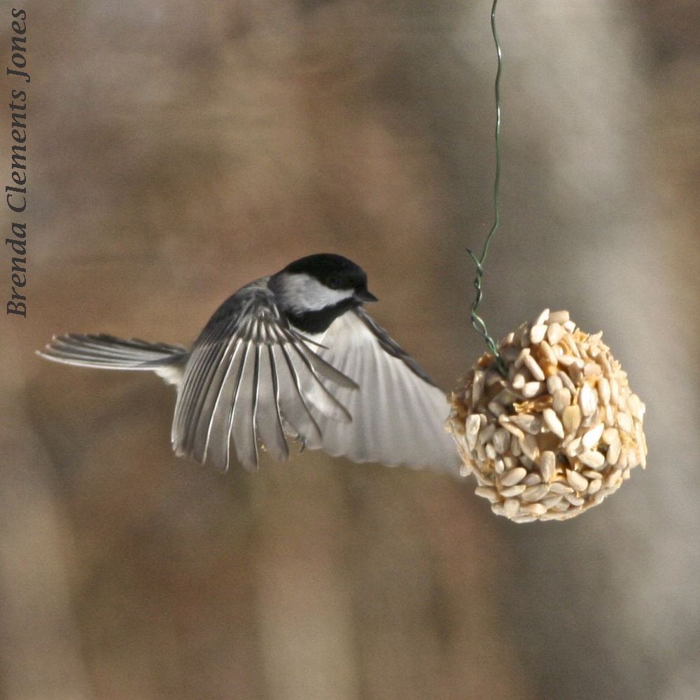 Chickadee