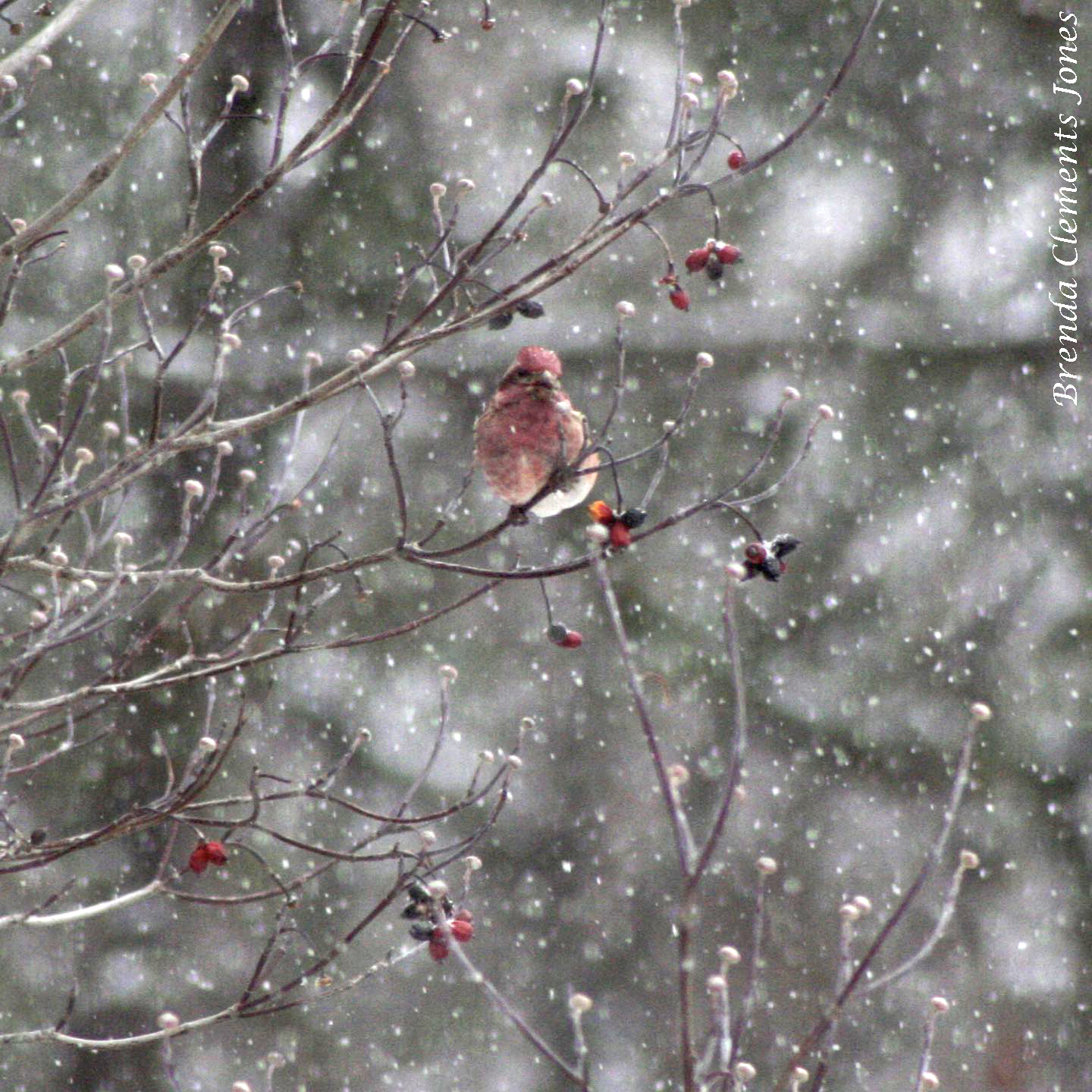 Purple Finch