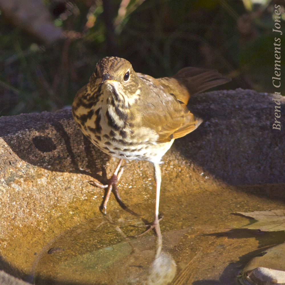 Birdbaths in Winter