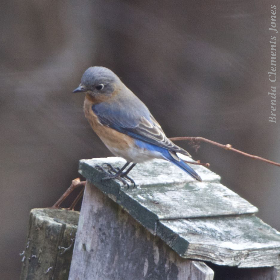 Bluebirds During the Holidays