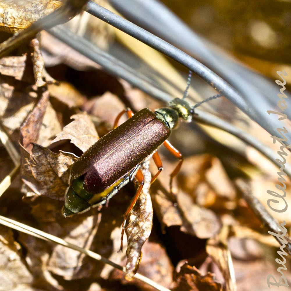 Bronze Blister Beetle