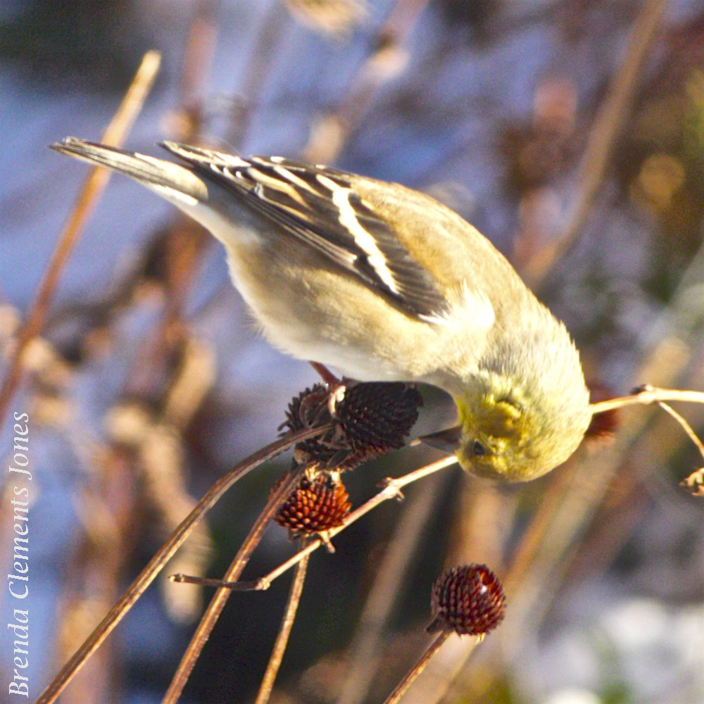 Feeding the Birds