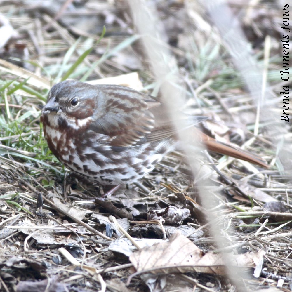 Seldom Seen Sparrow