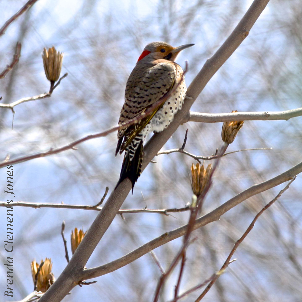 Flicker in the Tulip Poplar