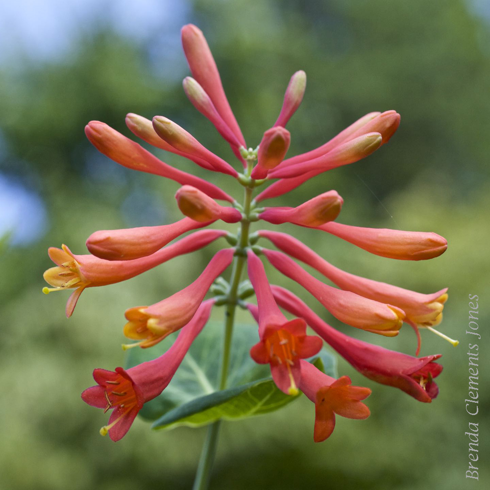 Trumpet Honeysuckle