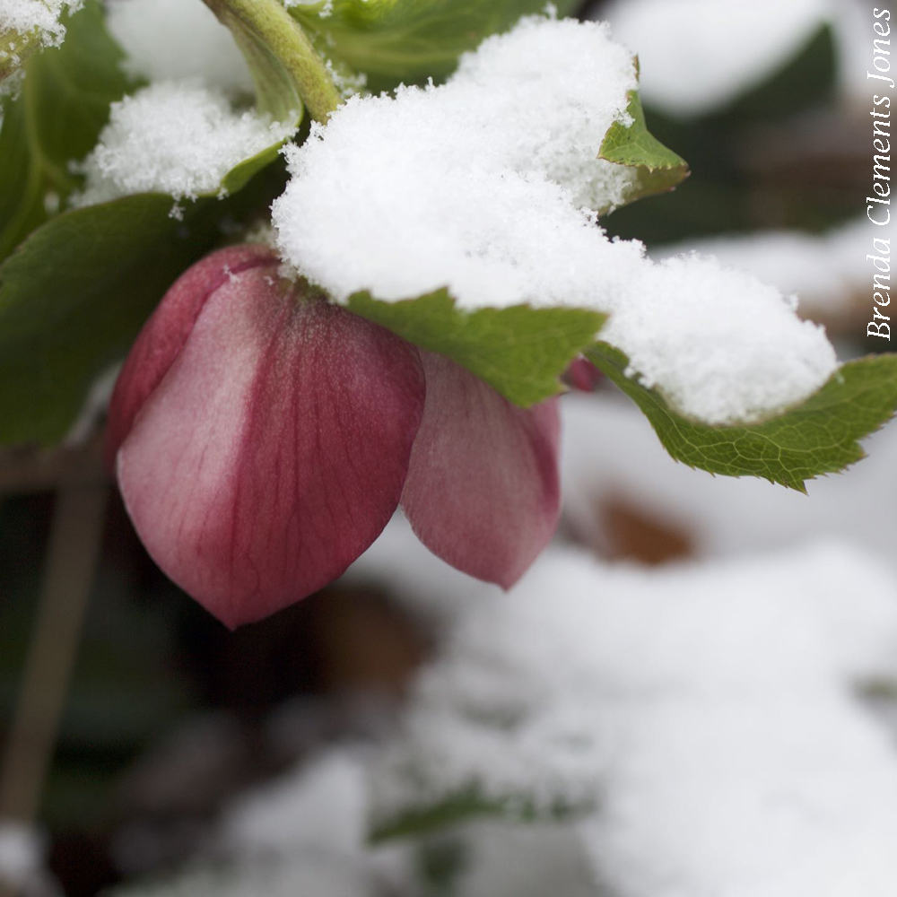 Blooms in the Snow