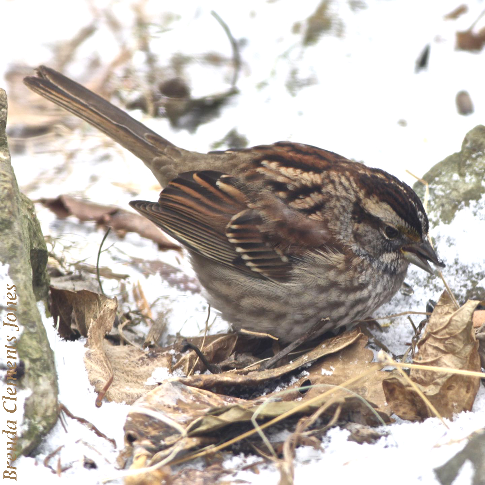 Song Sparrow Revisited