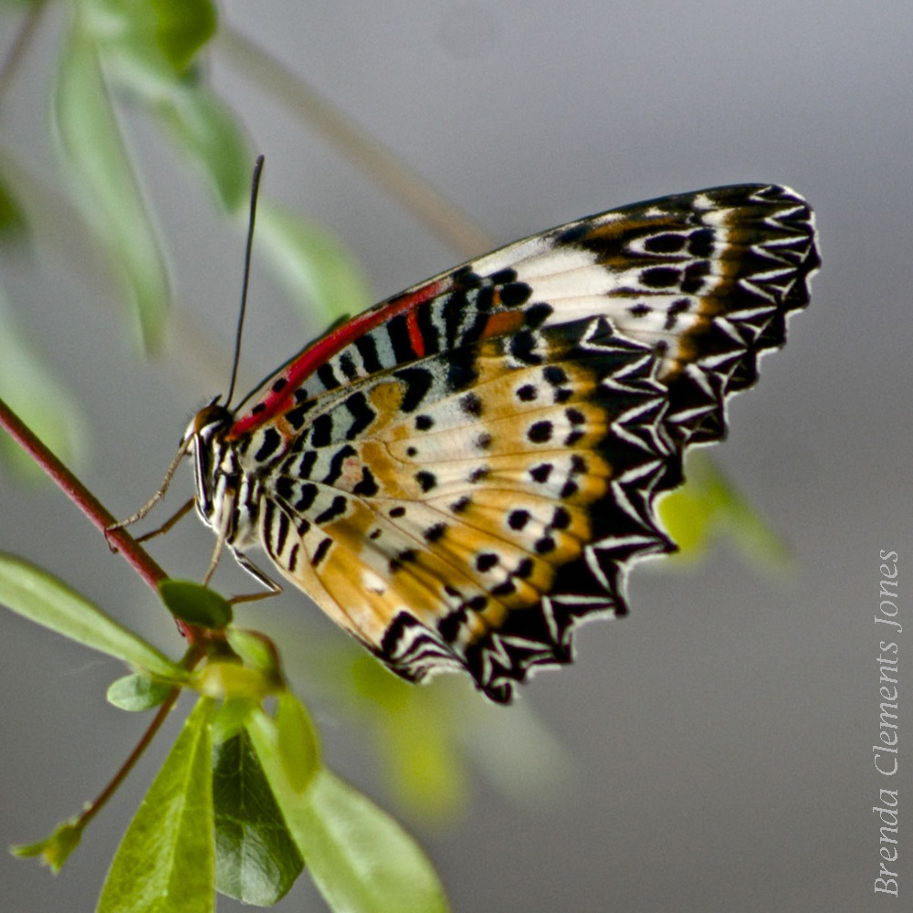 Malay Lacewing