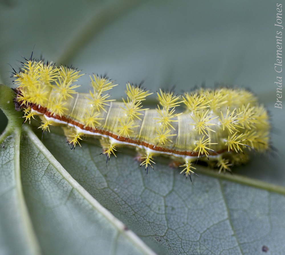 Io Moth Caterpillar Stings!