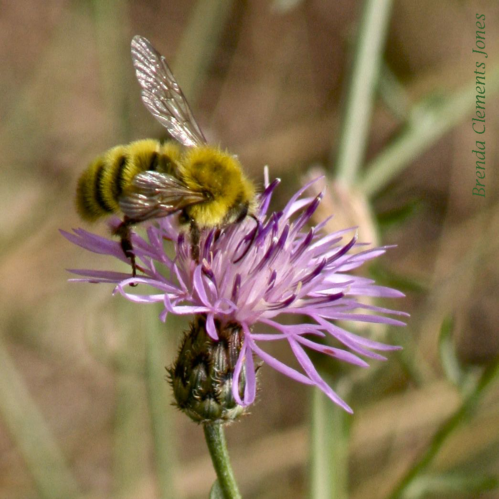 Confusing Bumblebee