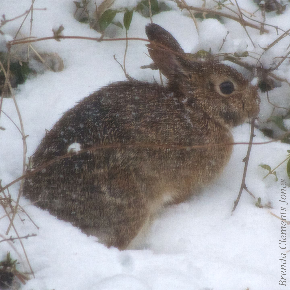 Rabbits in Winter