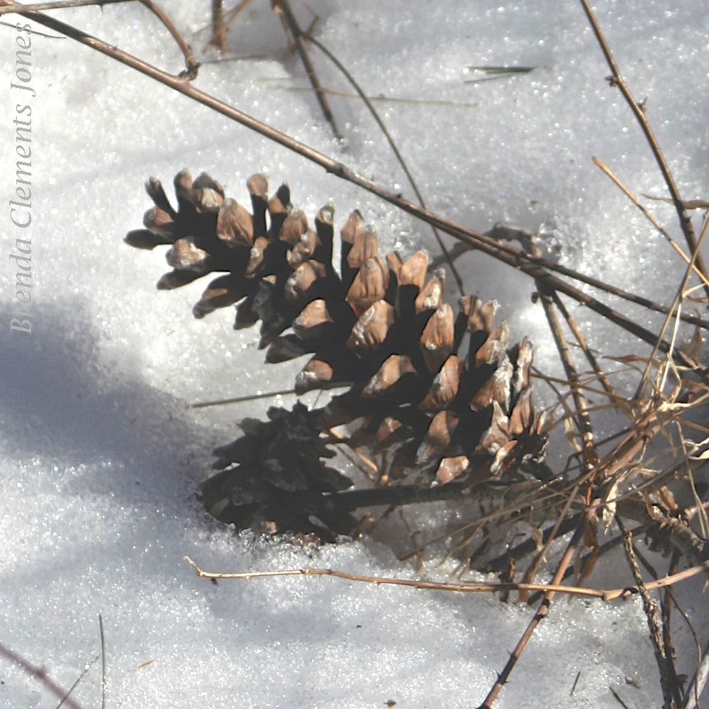 Eastern White Pine