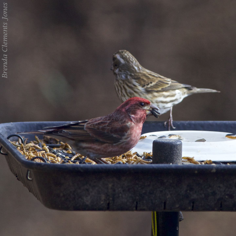 Another Purple Finch Visit