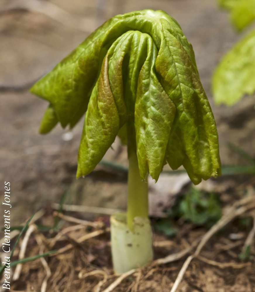 Thinking about Mayapples