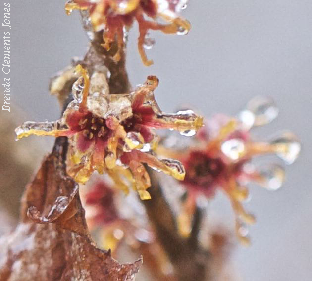 Iced Witch Hazel