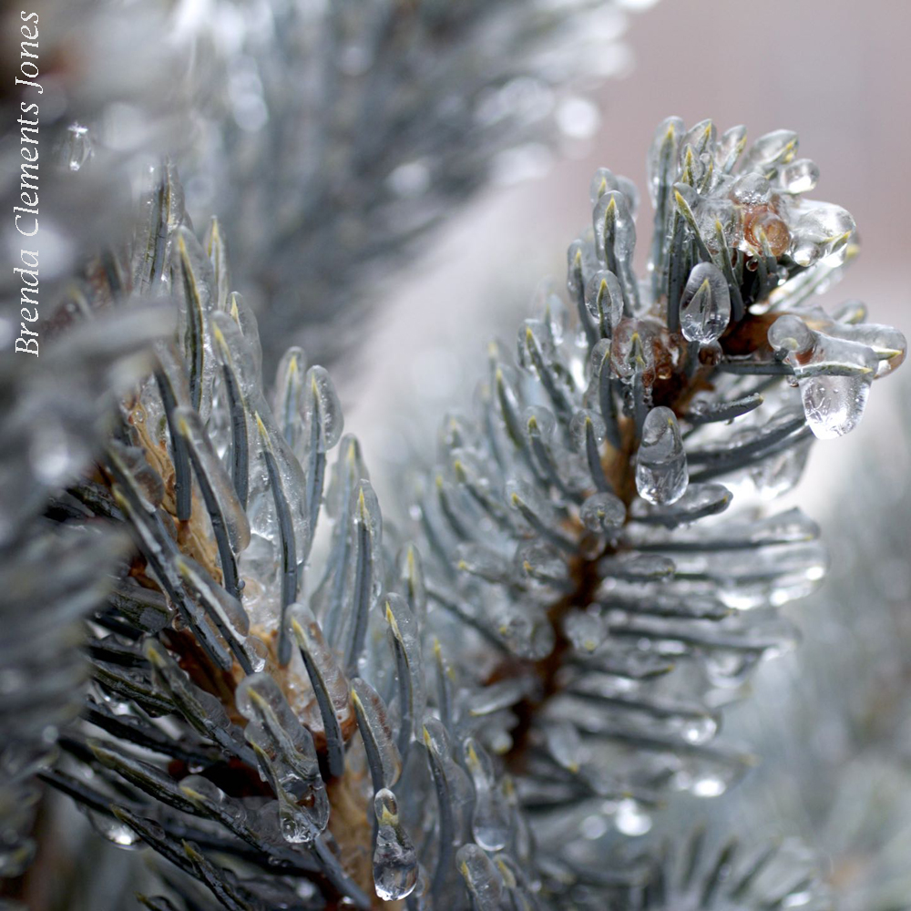 Colorado Blue Spruce