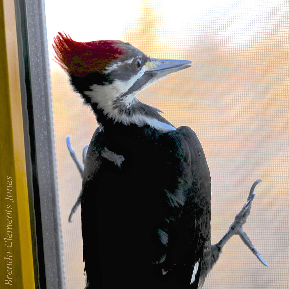 Pileated Woodpecker