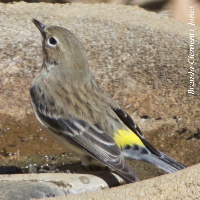 Today at the Birdbath