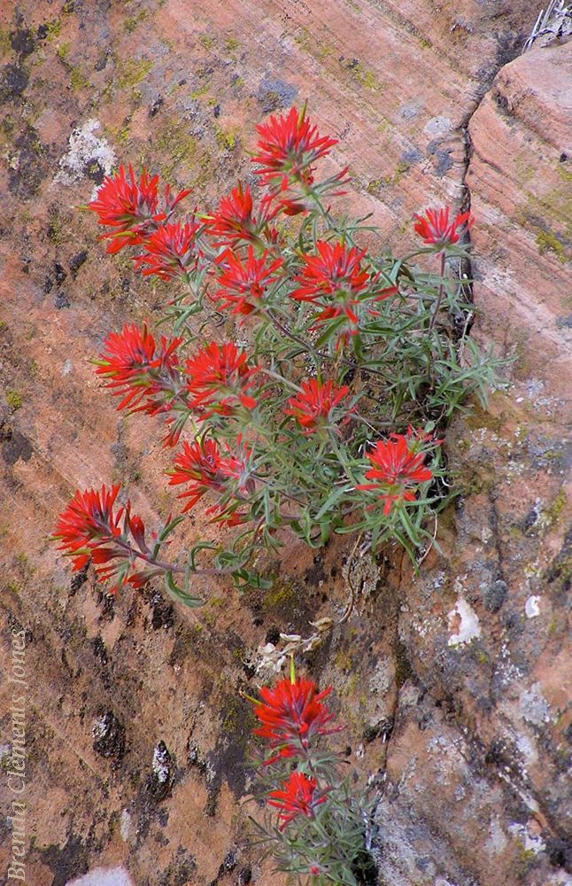 Indian Paintbrush