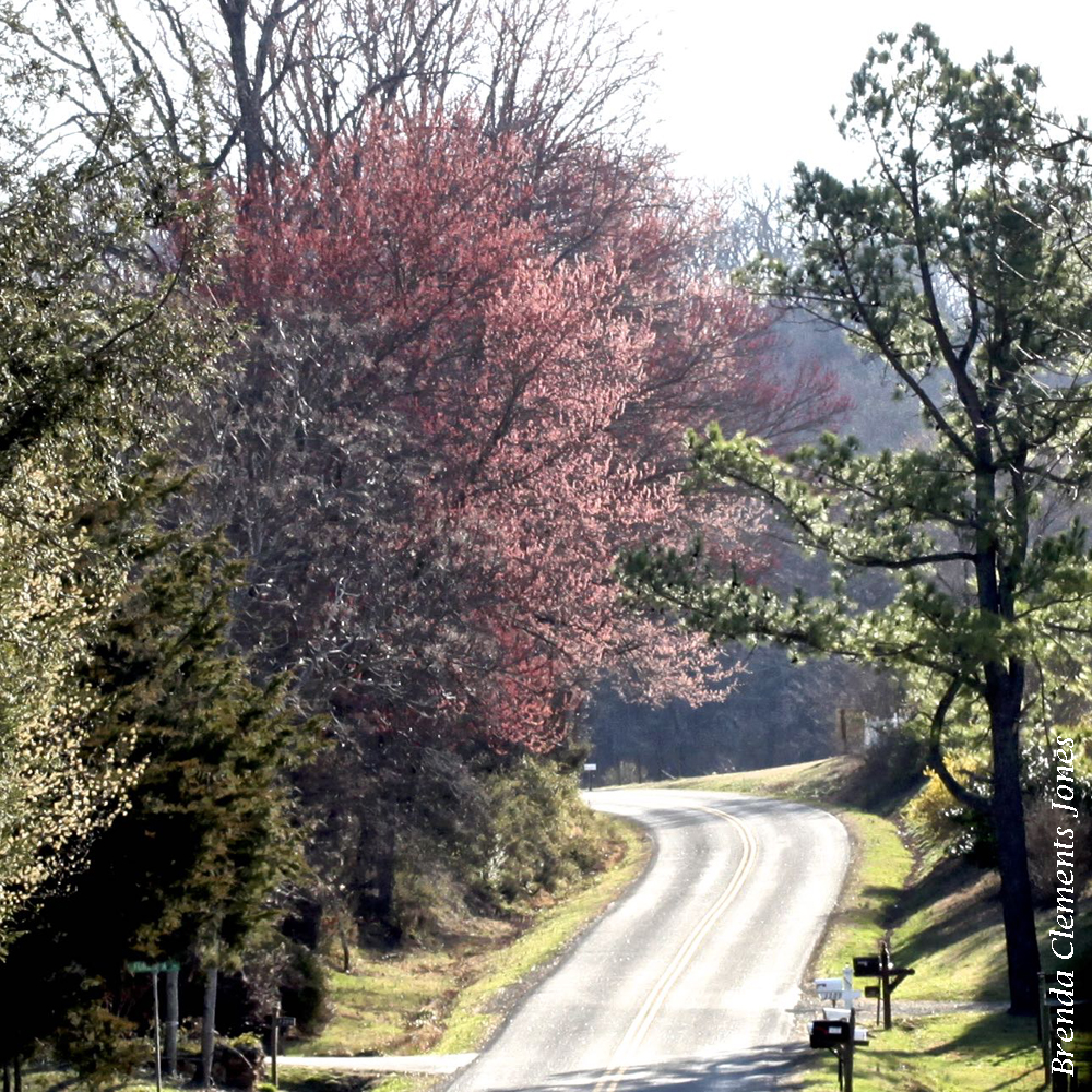 Maples in Bloom